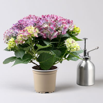 Hortensie  'Tabletensia®' lila, Topf-Ø 10 cm, 2er-Set
