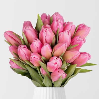 30 pinke Tulpen 30 pinke Tulpen