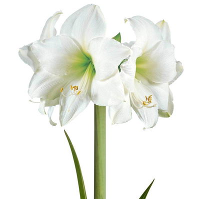 Amaryllis in Wachs, Dekor 'Pullover Animal', Farbe zufällig, Blüte weiß