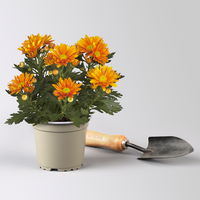 Pflanzenkreation Spätsommer-Gold gelb-orange, 8 Pflanzen inkl. Erde & Dünger