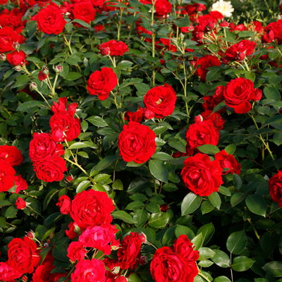 Stammrose 'Till Eulenspiegel®', Beetrose, rot, Stammhöhe 60cm, Topf 7,5 Liter