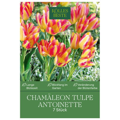 Tulpen 'Cameleon Antoinette' mehrblütig, gelb/rosafarben, 7 Blumenzwiebeln Tulpen 'Cameleon Antoinette' mehrblütig, gelb/rosafarben, 7 Blumenzwiebeln