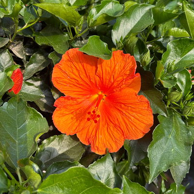 Hibiskus, Farbe zufällig, Stamm, Topf-Ø 33 cm, Höhe ca. 150 cm