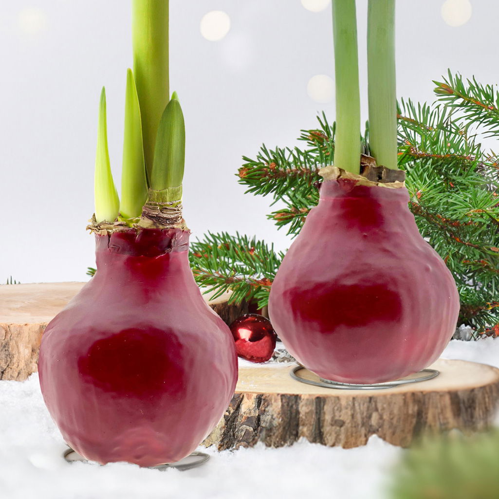 Amaryllis in Wachs, Dekor 'Basic Red burgundy', Blüte weiß, 2 Pflanzen