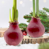 Amaryllis in Wachs, Dekor 'Basic Red burgundy', Blüte weiß, 2 Pflanzen