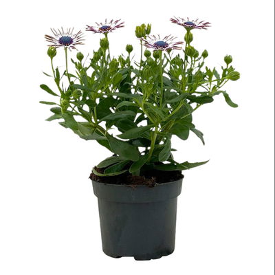 Kapkörbchen löffelblütig weiß, Topf-Ø 12 cm, 6er-Set