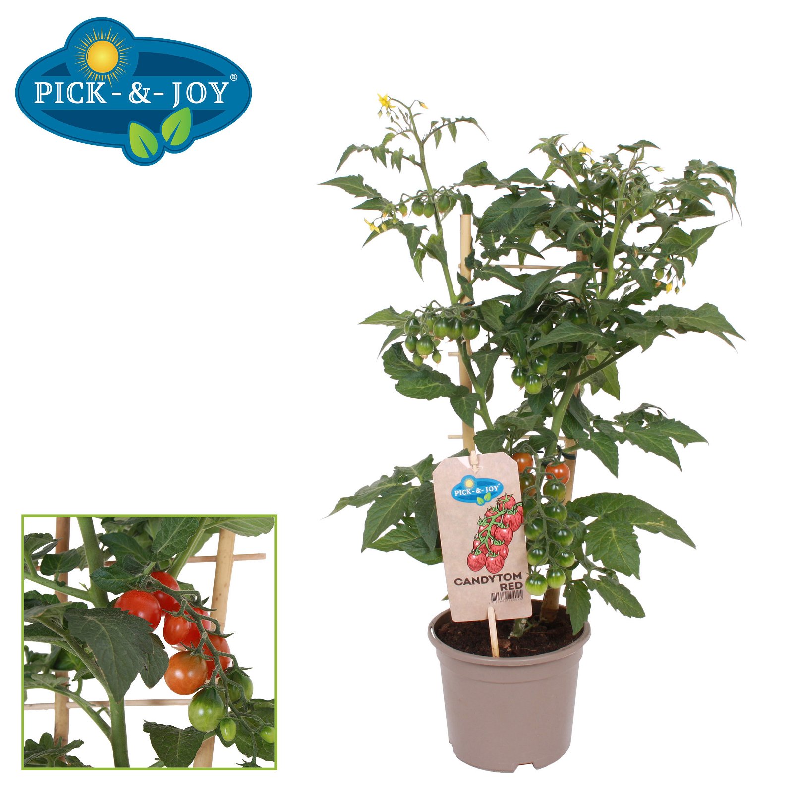 Mini Tomate 'Pick-&-Joy® Candytom Red', Topf-Ø 14 cm, 2er-Set