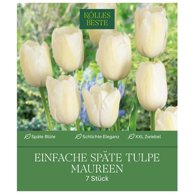 Einfache späte Tulpen Maureen weiß, 7 Blumenzwiebeln