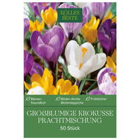 großblumige Krokusse Prachtmischung, 50 Blumenzwiebeln