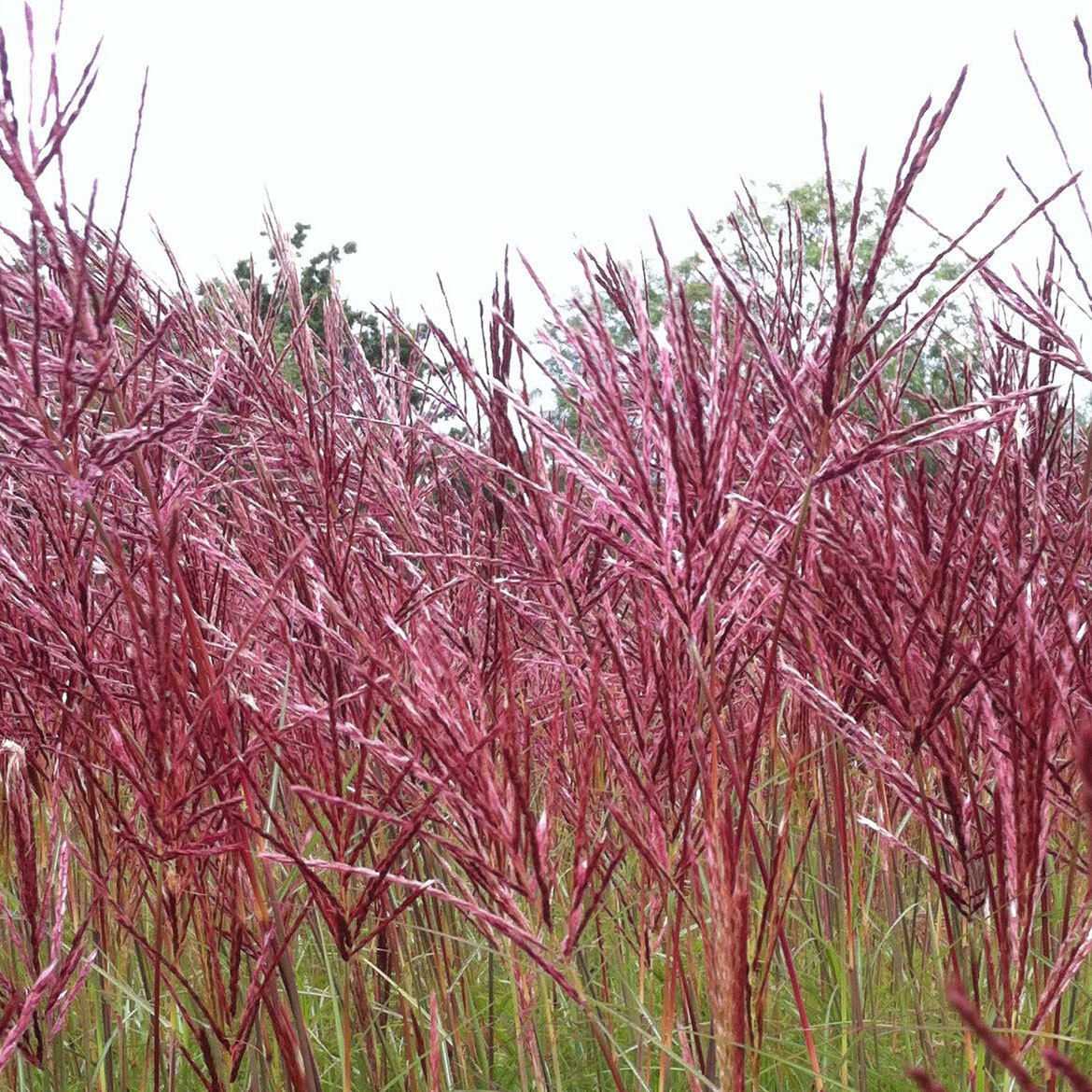Bio Halbhohes Chinaschilf 'Red Chief', silberweiß, kaufen PflanzenKölle