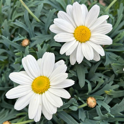 Margerite 'Beejou', weiß, Topf-Ø 19 cm, 2 Pflanzen