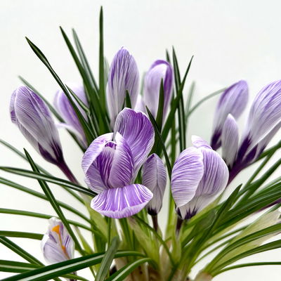 Krokus, blau-weiß gestreift, vorgetrieben, Topf-Ø 10,5 cm, 6 Pflanzen