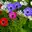 Anemonen
