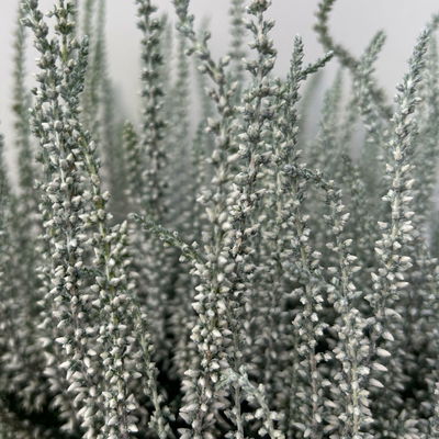 Knospenheide 'Picasso', blau & weiß gefärbt, Topf-Ø 12 cm, 6 Pflanzen Knospenheide 'Picasso', blau & weiß gefärbt, Topf-Ø 12 cm, 6 Pflanzen