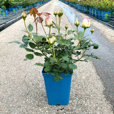 Strauchrose 'Eden Rose®', hellrosa, Topf 5 Liter Strauchrose 'Eden Rose®', hellrosa, Topf 5 Liter