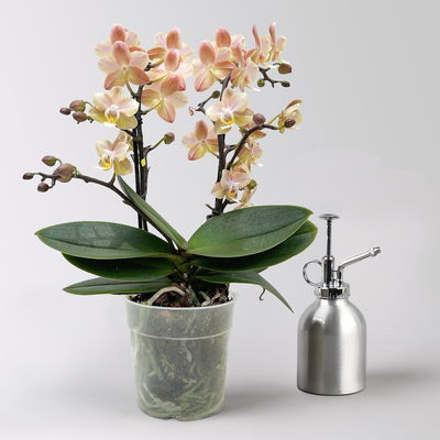 Duft-Schmetterlingsorchidee creme/rosa, 2 Rispen, Topf-Ø 12 cm, Höhe ca. 30 cm Duft-Schmetterlingsorchidee creme/rosa, 2 Rispen, Topf-Ø 12 cm, Höhe ca. 30 cm