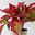Aglaonema 'Crete Flame', Topf-Ø 12 cm, Höhe ca. 35 cm