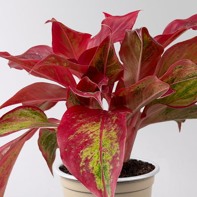 Aglaonema 'Crete Flame', rot-grün, Topf-Ø 12 cm, Höhe ca. 35 cm, 2 Pflanzen