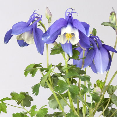 Langspornige Akelei 'Spring Magic®', Farbe zufällig, Topf-Ø 13 cm, 6er-Set Langspornige Akelei 'Spring Magic®', Farbe zufällig, Topf-Ø 13 cm, 6er-Set