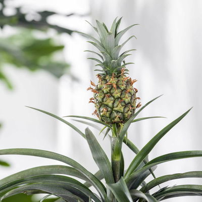 Zier-Ananas 'Amigo', Topf-Ø 12 cm, Höhe ca. 45 cm, 2 Pflanzen