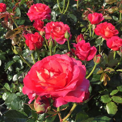 Duftende Strauchrose 'Noacks Classico'®, pink, Topf 5 Liter Duftende Strauchrose 'Noacks Classico'®, pink, Topf 5 Liter