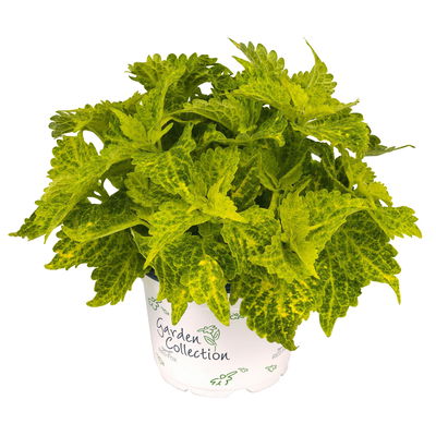 Buntnessel 'River Walk', hellgrün-dunkelgrün, Topf-Ø 12 cm, 6 Pflanzen