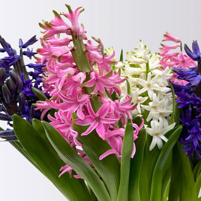 Hyazinthe 'Trio', rosa-weiß-blau, vorgetrieben, Topf-Ø 15 cm, 3 Pflanzen