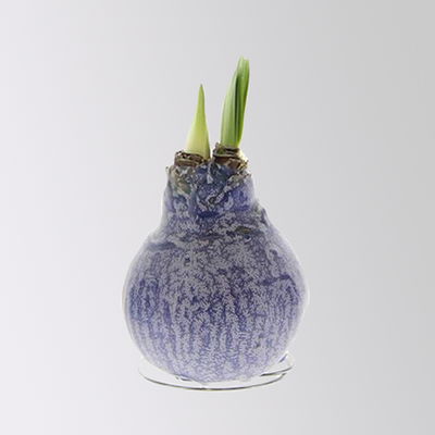 Amaryllis in Wachs, Dekor ' Create Blue', Farbe zufällig, Blüte rot, 2 Pflanzen