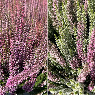Calluna 'Twin', Farben zufällig, Topf-Ø 10,5 cm, 6 Pflanzen Calluna 'Twin', Farben zufällig, Topf-Ø 10,5 cm, 6 Pflanzen