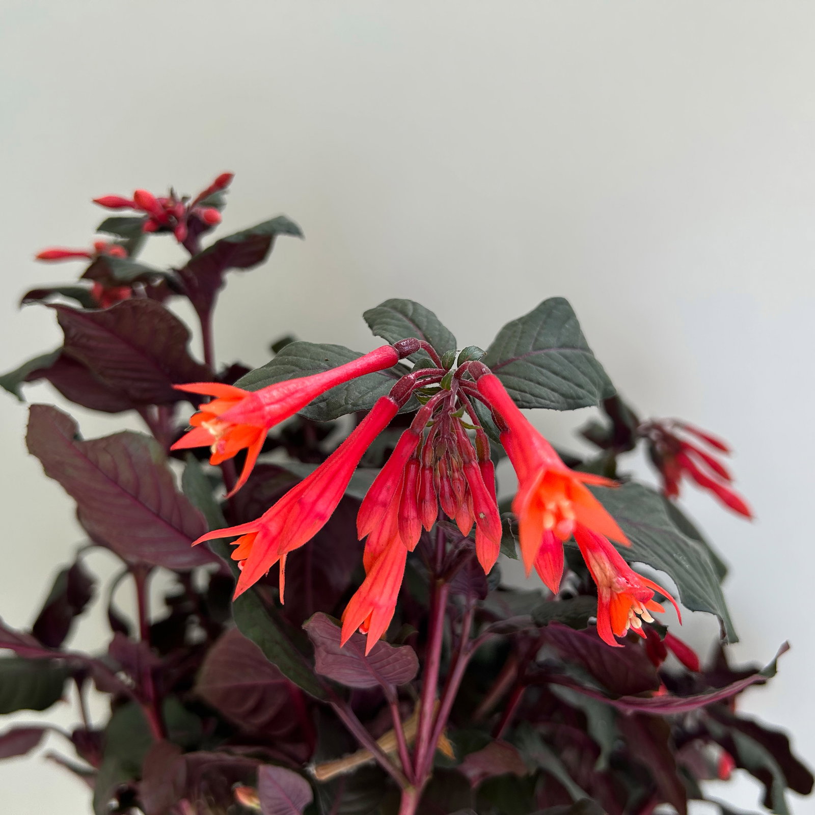 Fuchsie 'Koralle', orangerot, Topf-Ø 17 cm, 2 Pflanzen Fuchsie 'Koralle', orangerot, Topf-Ø 17 cm, 2 Pflanzen