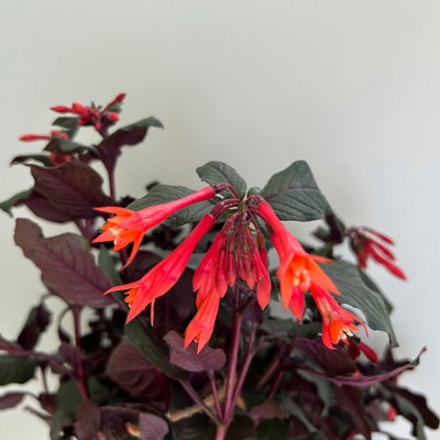 Fuchsie 'Koralle', orangerot, Topf-Ø 17 cm, 2 Pflanzen Fuchsie 'Koralle', orangerot, Topf-Ø 17 cm, 2 Pflanzen