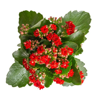 Kalanchoe 'Calandiva'®, rot&violett, Topf-Ø 12 cm, Höhe ca. 20-30 cm, 6er-Set