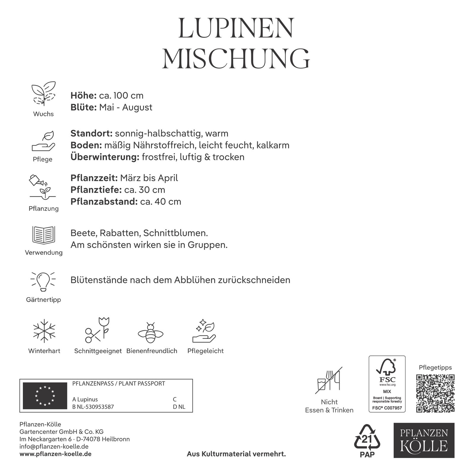 Kölles Beste Lupinen Mischung, 3 Blumenknollen