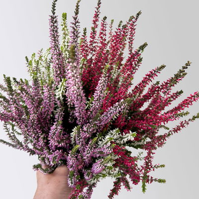 Knospenheide 'Trio', rot-lila-weiß, Topf-Ø 12/13 cm, 6 Pflanzen