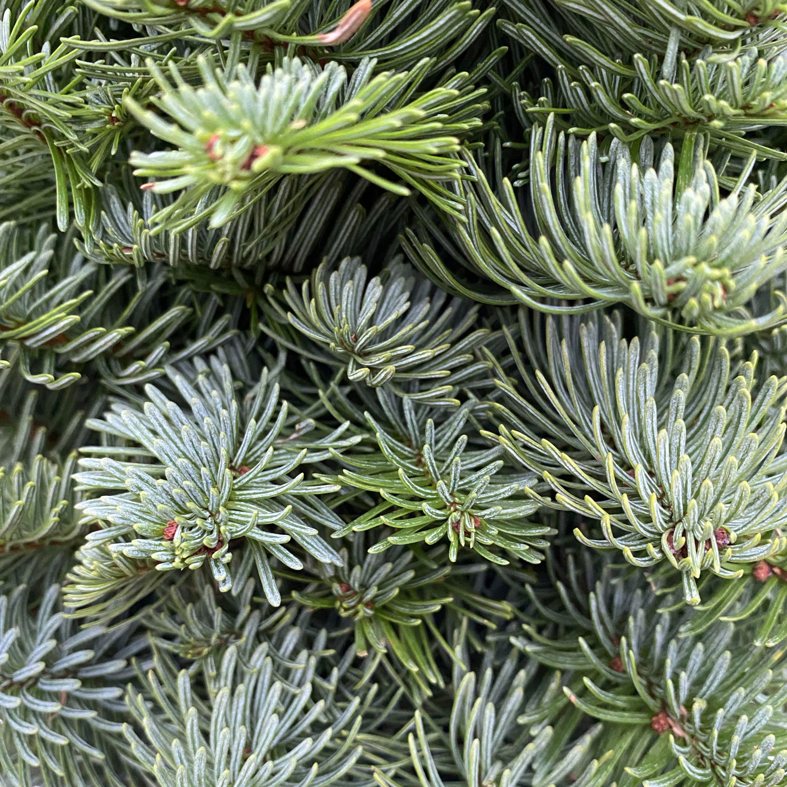 gebundener Baum aus echter Nobilistanne auf Stamm, Höhe ca. 80 cm