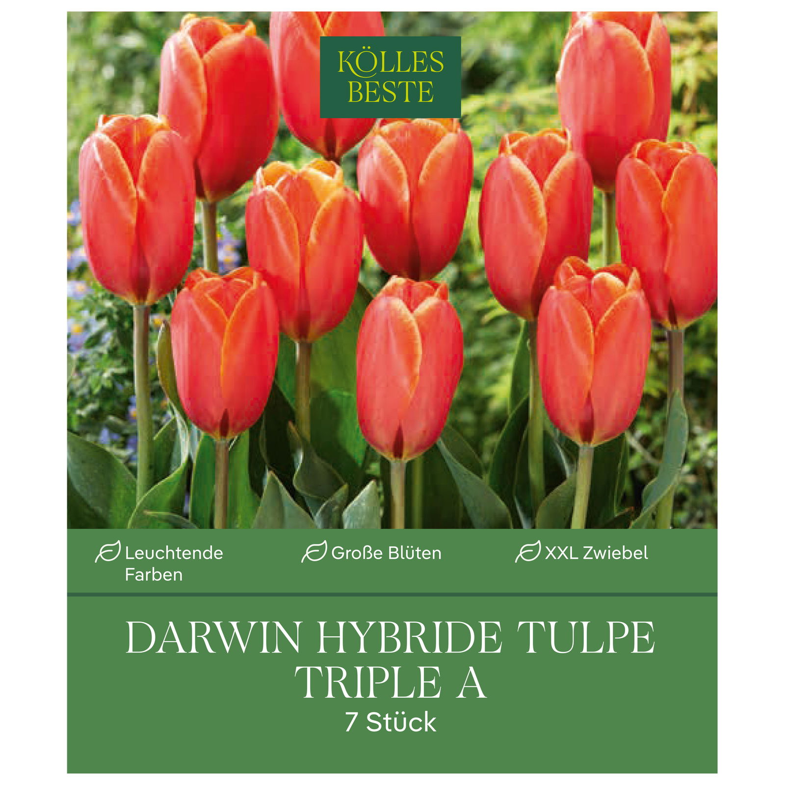 Darwin-Tulpe XXL 'Triple A®', orangerot, 7 Blumenzwiebeln