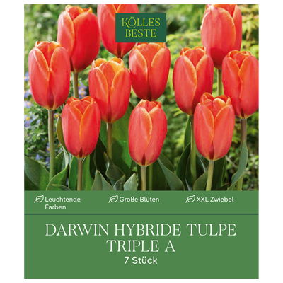 Kölles Beste Darwin-Tulpe XXL 'Triple A®', orange, 7 Blumenzwiebeln Kölles Beste Darwin-Tulpe XXL 'Triple A®', orange, 7 Blumenzwiebeln