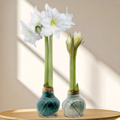 Amaryllis in Wachs, Dekor 'Forest', Farbe zufällig, Blüte weiß, 2 Pflanzen Amaryllis in Wachs, Dekor 'Forest', Farbe zufällig, Blüte weiß, 2 Pflanzen