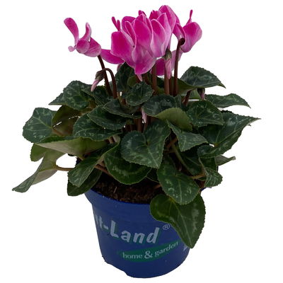 Alpenveilchen 'Outland', rosa geflammt, Topf-Ø 10,5 cm, 6 Pflanzen