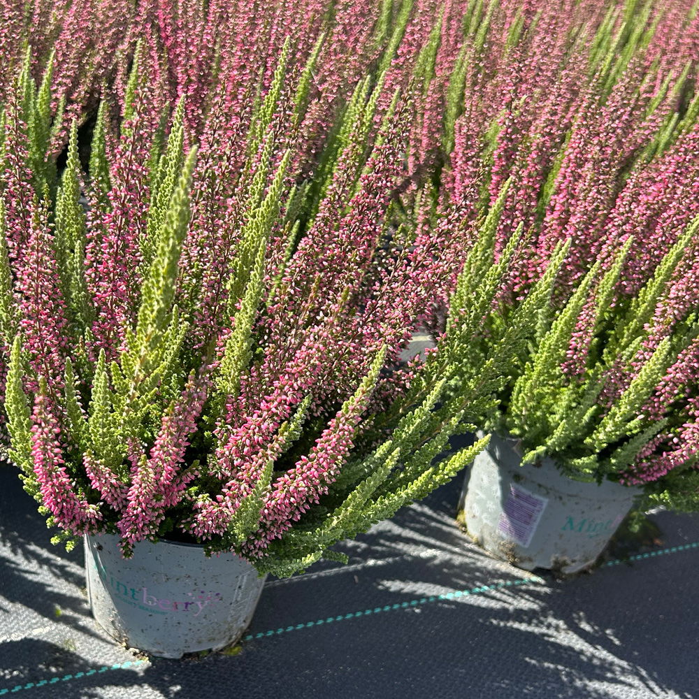 Calluna 'Beauty Ladies® Mintberry', rot/lila mit mint, Topf-Ø 13 cm, 3 Pflanzen