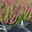 Calluna 'Beauty Ladies® Mintberry', rot/lila mit mint, Topf-Ø 13 cm, 3 Pflanzen