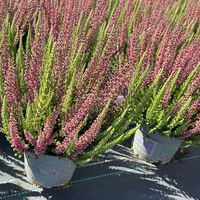 Calluna 'Beauty Ladies® Mintberry', rot/lila mit mint, Topf-Ø 13 cm, 3 Pflanzen