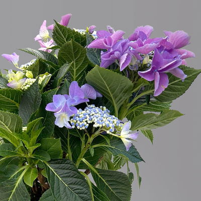 Kölle Tellerhortensie, Hydrangea macropylla, blau, im 5 lt. Topf