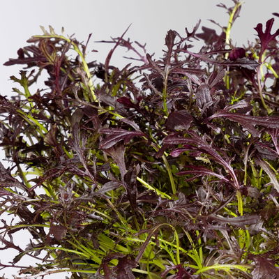 Bio Asiasalat 'Moutarde Rouge Metis', Topf-Ø 12 cm