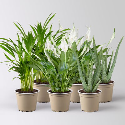 Grünpflanzenkreation 