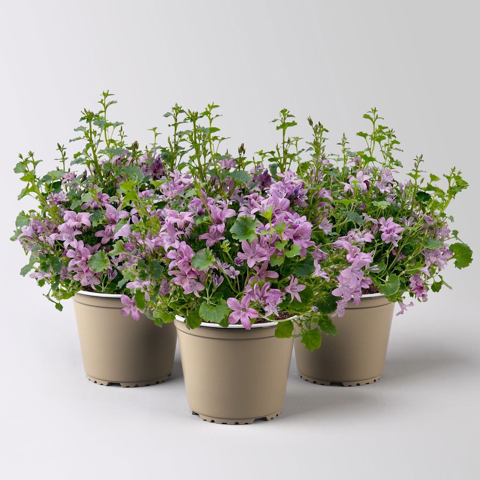 Campanula 'Ambella® Pink' rosa, Topf-Ø 12 cm, 3er-Set