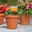 Tagetes, Farbe zufällig, Topf-Ø 12 cm, 6er-Set