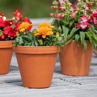 Tagetes, Farbe zufällig, Topf-Ø 12 cm, 6er-Set