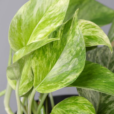 Efeutute 'Marble Queen', Topf-Ø 12 cm, 3 Pflanzen Efeutute 'Marble Queen', Topf-Ø 12 cm, 3 Pflanzen