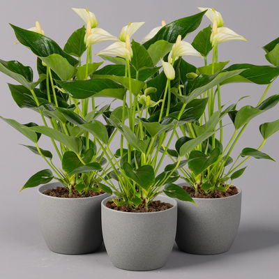 Flamingoblume 'White Champion', Topf-Ø 12 cm, Höhe ca. 35 cm, 3 Pflanzen Flamingoblume 'White Champion', Topf-Ø 12 cm, Höhe ca. 35 cm, 3 Pflanzen